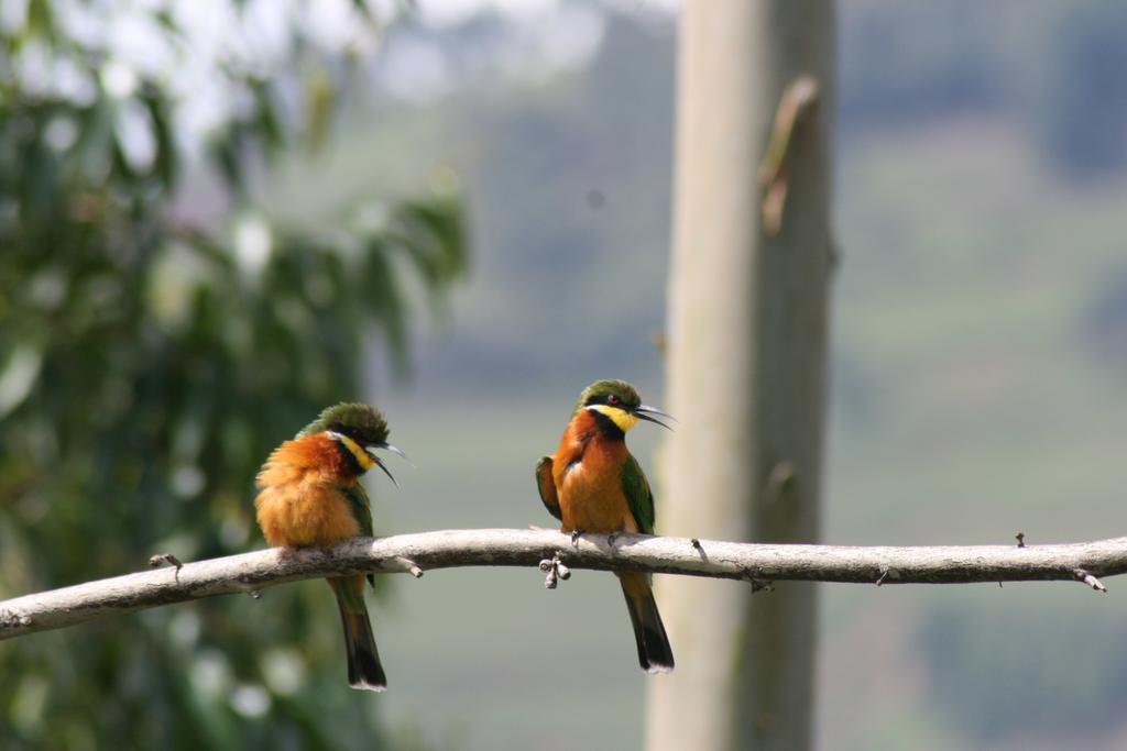 Amasiko Homestay Lake Bunyonyi キバレ エクステリア 写真